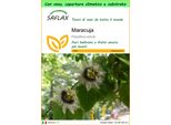 Saflax Garden To Go - Maracuja - 40 Semi - Passiflora