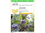 Saflax Garden To Go - Jacaranda - 50 Semi - Jacaranda