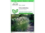 Saflax Garden To Go - Erba Elefantina - 200 Semi - Miscanthus