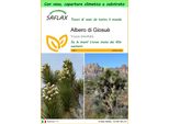 Saflax Garden To Go - Albero Di Giosuè - 10 Semi - Yucca