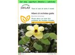 Saflax Garden To Go - Albero Di Orchidea Gialla - 30 Semi - Bauhinia