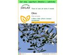 Saflax Garden To Go - Olivo - 20 Semi - Olea