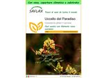 Saflax Garden To Go - Uccello Del Paradiso - 10 Semi - Caesalpinia