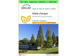 Saflax Garden To Go - Abete D'acqua - 60 Semi - Metasequoia