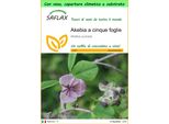 Saflax Garden To Go - Akebia A Cinque Foglie - 10 Semi - Akebia
