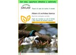 Saflax Garden To Go - Albero Di Orchidea Bianca - 5 Semi - Bauhinia