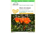 Saflax Garden To Go - Albero Dei Tulipani - 30 Semi - Spathodea
