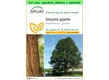 Saflax Garden To Go - Sequoia Gigante - 50 Semi - Sequoiadendron