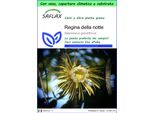 Saflax Garden To Go - Regina Della Notte - 40 Semi - Selenicerus