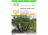 Saflax Garden To Go - Palma Da Datteri Nana - 25 Semi - Phoenix