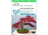Saflax Garden To Go - Acero Palmato Rosso - 20 Semi - Acer