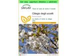 Saflax Garden To Go - Ciliegio Degli Uccelli - 10 Semi - Prunus