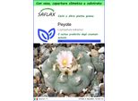 Saflax Garden To Go - Peyote - 20 Semi - Lophophora