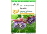 Saflax Garden To Go - Granadilla - 12 Semi - Passiflora