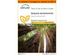 Saflax Garden In The Bag - Sequoia Sempreverde - 50 Semi - Sequoia