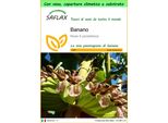 Saflax Garden To Go - Banano - 10 Semi - Musa