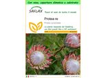 Saflax Garden To Go - Protea Re - 5 Semi - Protea