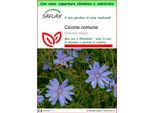 Saflax Garden To Go - Cicoria Comune - 250 Semi - Cichorium