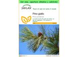 Saflax Garden To Go - Pino Giallo - 20 Semi - Pinus
