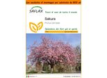Saflax Garden In The Bag - Sakura - 30 Semi - Prunus