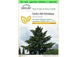 Saflax Garden To Go - Cedro Dell Himalaya - 35 Semi - Cedrus