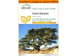 Saflax Garden In The Bag - Cedro Libanese - 20 Semi - Cedrus
