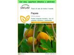 Saflax Garden To Go - Papaia - 30 Semi - Carica