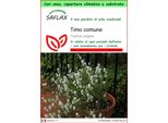 Saflax Garden To Go - Timo Comune - 200 Semi - Thymus
