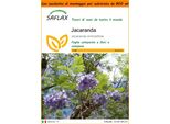 Saflax Garden In The Bag - Jacaranda - 50 Semi - Jacaranda