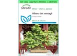 Saflax Garden To Go - Albero Dei Ventagli - 4 Semi - Ginkgo