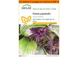Saflax Garden In The Bag - Pianta Pipistrello - 10 Semi - Tacca