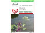 Saflax Garden To Go - Valeriana - 200 Semi - Valeriana