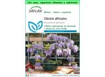 Saflax Garden To Go - Glicine Africano - 15 Semi - Bolusanthus