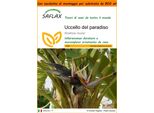 Saflax Garden In The Bag - Uccello Del Paradiso - 5 Semi - Strelitzia