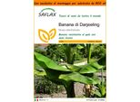 Saflax Garden In The Bag - Banana Di Darjeeling - 5 Semi - Musa