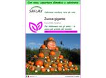 Saflax Garden To Go - Zucca Gigante - 7 Semi - Cucurbita