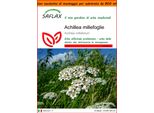 Saflax Garden In The Bag - Achillea Millefoglie - 200 Semi - Achillea