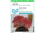 Saflax Garden To Go - Acero Rosso - 20 Semi - Acer