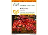 Saflax Garden In The Bag - Acero Rosso - 20 Semi - Acer