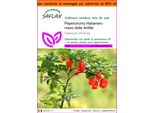 Saflax Garden In The Bag - Peperoncino Habanero Rosso Delle Antille - 10 Semi - Capsicum