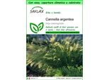 Saflax Garden To Go - Cannella Argentea - 50 Semi - Stipa