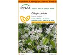 Saflax Garden In The Bag - Ciliegio Canino - 30 Semi - Prunus