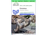 Saflax Garden To Go - Orocereus - 40 Semi - Oreocereus
