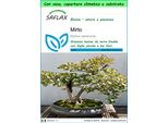 Saflax Garden To Go - Mirto - 30 Semi - Myrtus