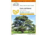 Saflax Garden In The Bag - Cedro Dell'atlante - 20 Semi - Cedrus