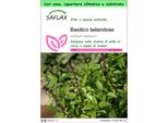 Saflax Garden To Go - Basilico Tailandese - 200 Semi - Ocimum