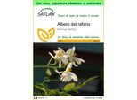 Saflax Garden To Go - Albero Del Rafano - 10 Semi - Moringa