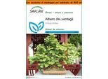 Saflax Garden In The Bag - Albero Dei Ventagli - 4 Semi - Ginkgo
