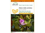Saflax Garden In The Bag - Albero Delle Orchidee - 8 Semi - Bauhinia
