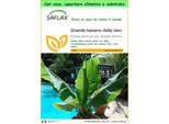 Saflax Garden To Go - Grande Banano Delle Nevi - 10 Semi - Ensete